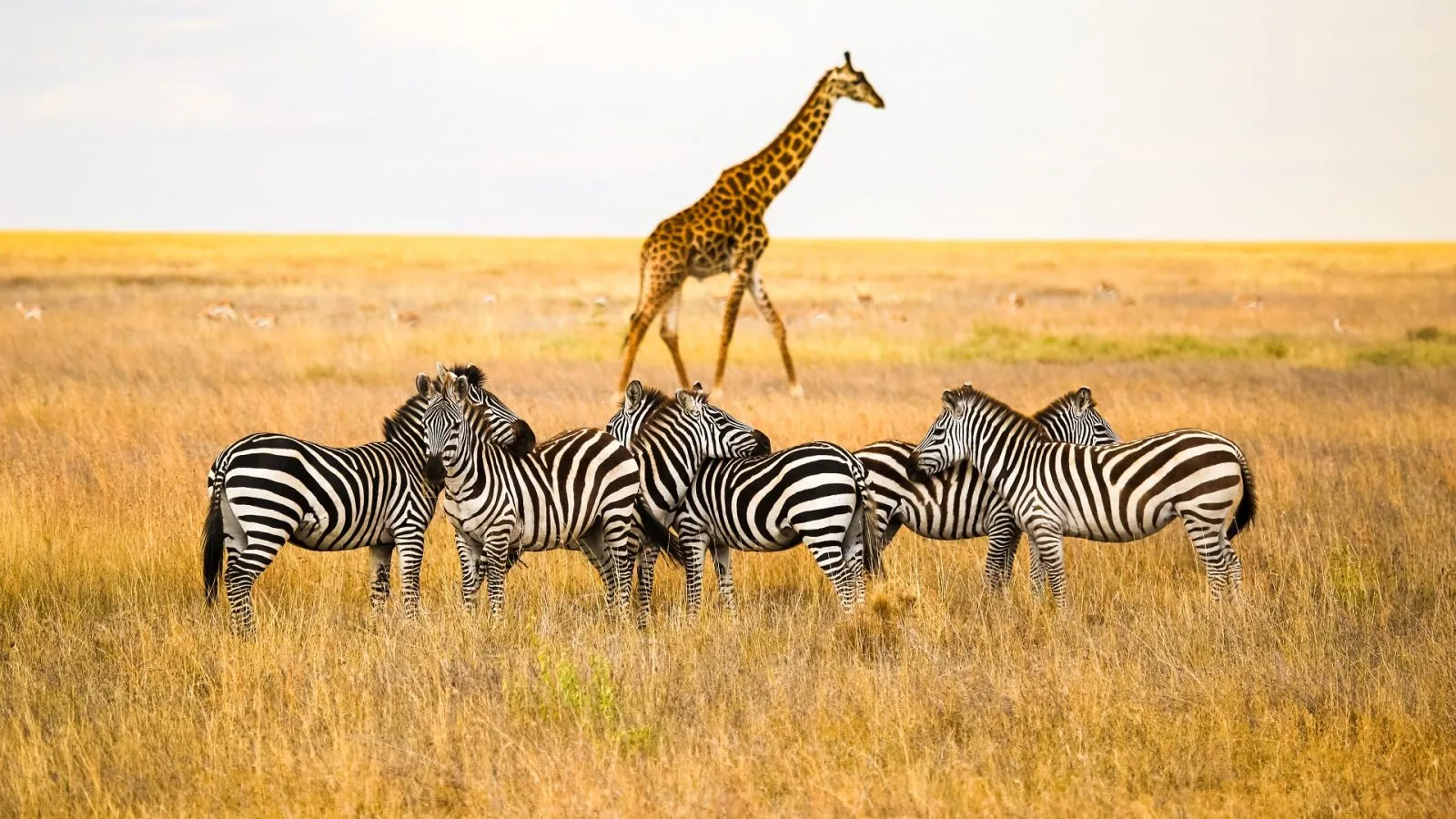 Epic Wildlife Safaris You Need to Add to Your List